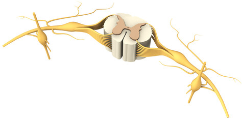 Segment of the spinal cord with nerves and a vertebra. 3D illustration. - obrazy, fototapety, plakaty