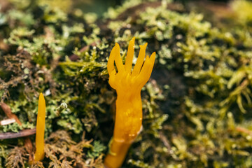 Orangener Pilz auf einer Waldlichtung, Makrofotografie