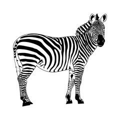 Fototapeta na wymiar Zebra, striped horse, African savannah animal, striped skin, linear pattern. Wild animal, cute character, on a white background. Design of greeting cards, posters, patches, prints on clothes, emblems.