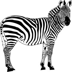 Zebra, striped horse, African savannah animal, striped skin, linear pattern. Wild animal, cute character, on a white background. Design of greeting cards, posters, patches, prints on clothes, emblems.