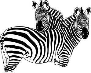 Zebra. Striped horse, African savannah animal, striped skin, linear pattern. Wild animal, cute character. Design of greeting cards, posters, patches, prints on clothes, emblems. Seth.