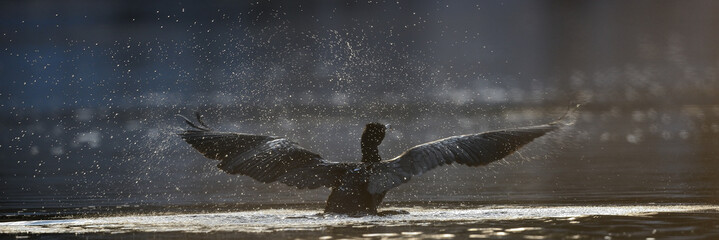 Magischer Kormoran startet mit ausgebreiteten Flügeln auf der Ilmenau in Norddeutschland und...