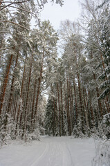 Coniferous forest covered with frost, winter landscape, snowy trees. Road in winter forest