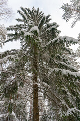 A picturesque view of a snow-covered pine forest. Winter forest. 
