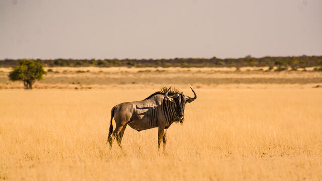 Lone wildebeest on plains
