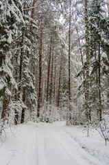 Coniferous forest covered with frost, winter landscape, snowy trees. Road in winter forest