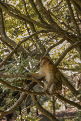squirrel on tree