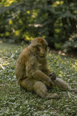 macaque