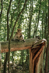 A macaque in a tree