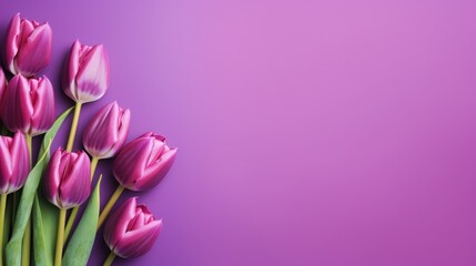 Top-down view. Beautiful colorful tulip flowers on violet background,