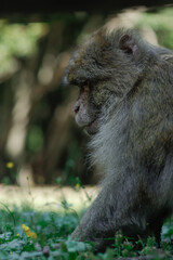 portrait of a macaque