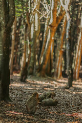 squirrel in the woods