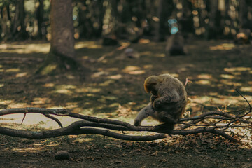 squirrel in the park