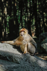 portrait of a macaque