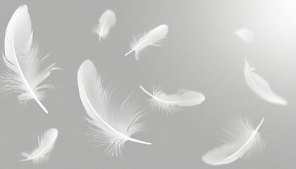 abstract white bird feathers falling in the air floating feathers softness of feather on gray background - obrazy, fototapety, plakaty