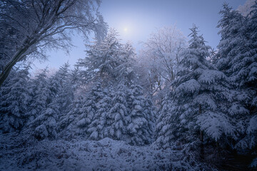 Snow-covered trees in the Black Forest during a full moon night with a cloudless sky