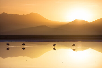 Flamingo on sunrise