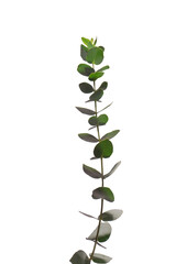 Eucalyptus sprig isolated on a white background.
