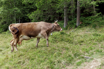 Cow near the mountain forest