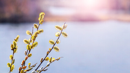 Willow branch with catkins near the river in sunny weather