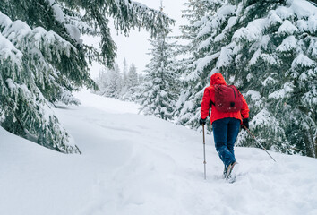 Lonely female trekker dressed red jacket with trekking poles walking by snowy slope with fir-trees...