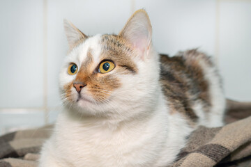 A white spotted cat with an attentive look lies in the room on a plaid