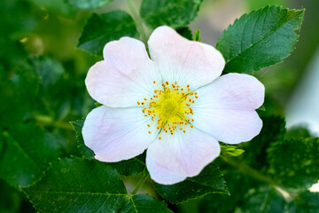 Close-up of a light pink rosehip flower on a bush