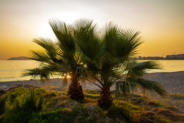 Fototapeta na wymiar Palm trees on the shore of the Adriatic Sea during sunset, Vlora, Albania