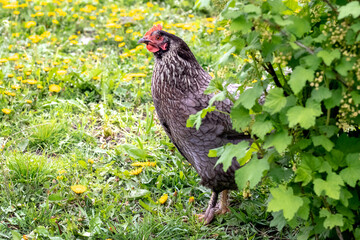 A black variegated chicken in the garden near a currant bush in spring