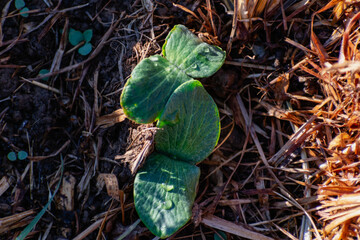 Young pumpkin plant in an ecological garden, mulching and permaculture, squash, healthy food