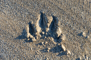 Dog paw print in the sand on Ballywalter beach