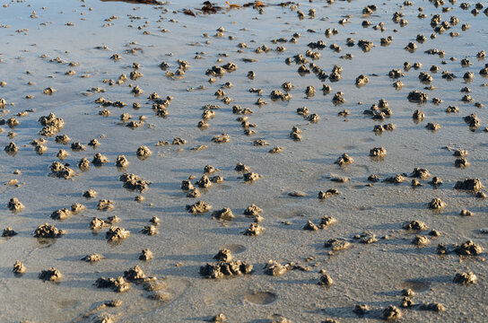 Lug worm or Arenicola marina cast on Ballywalter beach County Down. Often used as bait for fishing
