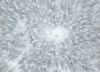 aerial view of forest covered with snow, bird's eye view