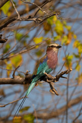 Lilac-Breasted Roller