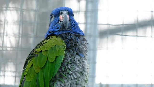 Close up of a Blue-headed parrot.