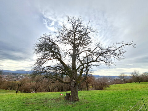 Einzelner Baum im Winter streckt seine kahlen &Auml;ste in den grauen Himmel. Dahinter eine Streuobstwiese mit gr&uuml;nem Gras in h&uuml;geliger Landschaft. Unterm Baum eine Bank und Schaukel mit Blick ins Tal.    