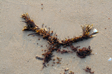 algues déposé par la marée sur le sable