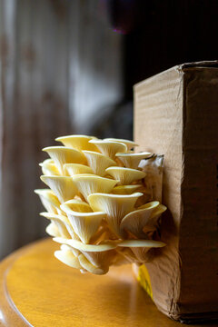 Yellow, golden oyster mushroom, home growing