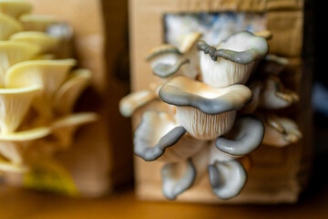Pleurotus ostreatus oyster mushroom, home growing in the box