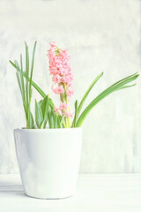 white pot with spring bulbous hyacinth flowers on a light gray wall background. Light soft photo.
