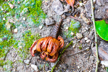 Tropical fruit shells fruits flowers seeds on ground Coba Mexico.