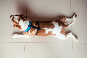 Top view of a cute cavalier king charles spaniel dog lying on the floor