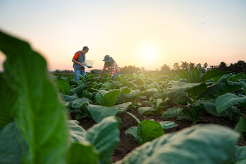 Agronomist collect data and advise farmers on soil management and crop production in cultivation of tobacco
