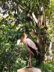 yellow billed hornbill