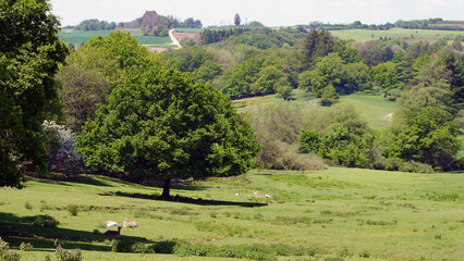 Baum auf einem Feld umgeben von Rehen