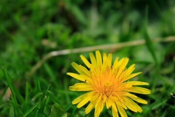 Close-up of the common dandelion in the pasture. Yellow wild flower in the rural. Nature and landscape.