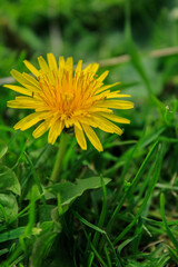 Close-up of the common dandelion in the pasture. Yellow wild flower in the rural. Nature and landscape.