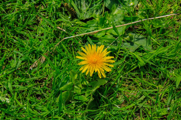 Close-up of the common dandelion in the pasture. Yellow wild flower in the rural. Nature and...