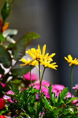 Obraz premium Close-up of Euryops pectinatus, yellow daisy, in the garden. Nature and landscape.