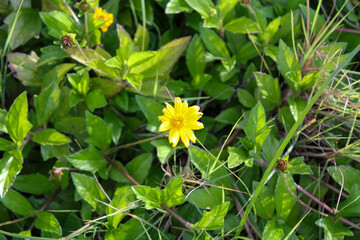 Close-up of the yellow wild flower, wedelia, a plant in the Heliantheae tribe of the Asteraceae family. Flower and nature.